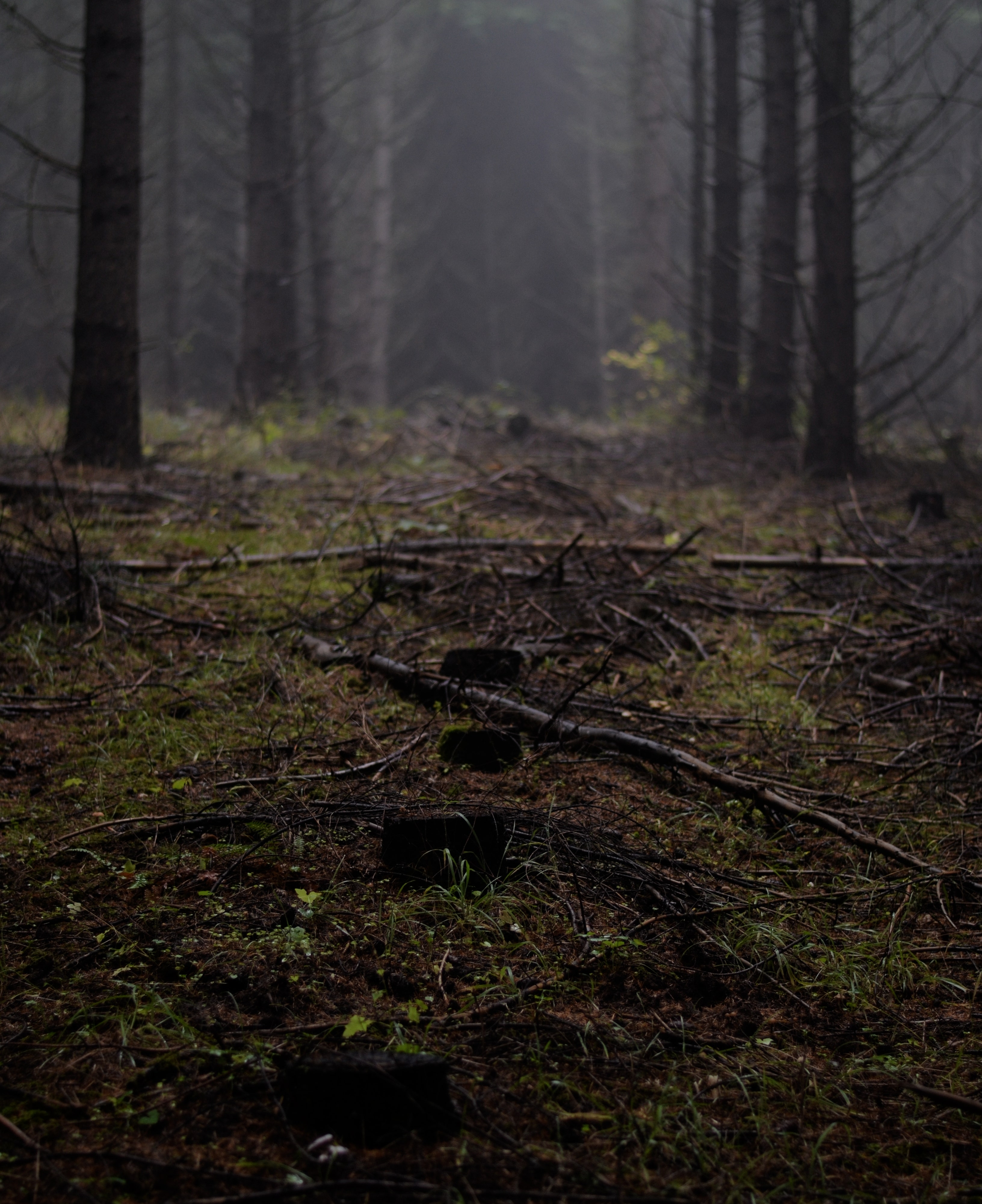 photograph of a timber grove, in fog and dim light; the center row of trees are felled to the stump